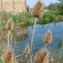 Dipsacus fullonum